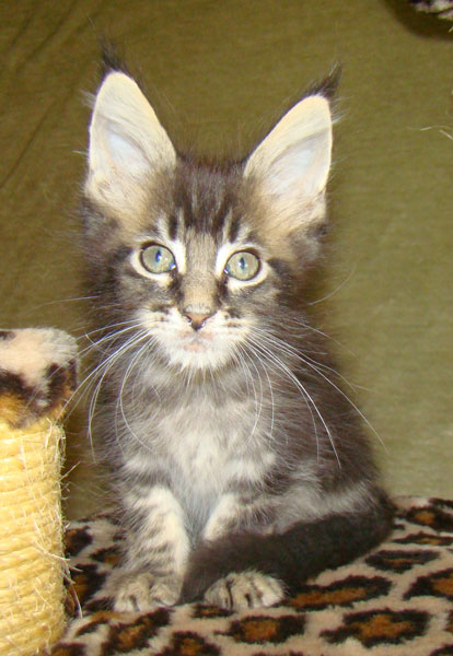     Catsvill County!   !    !       !!!    Catsvill County +7-926-544-74-09     .   ,   ,   ,    ,   ,  ,     ,   -,    ,   !